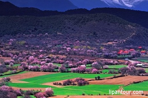 <b>又是三月桃花季，唯有西藏全景游雙臥12日可升級(jí)臥飛，雙飛</b>